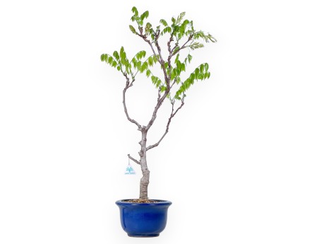 Wisteria bonsai of 81 cm | Round blue pot