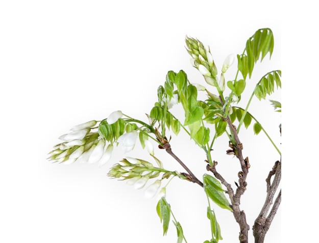 Bonsaï glycine de 81 cm | Pot rond bleu 2