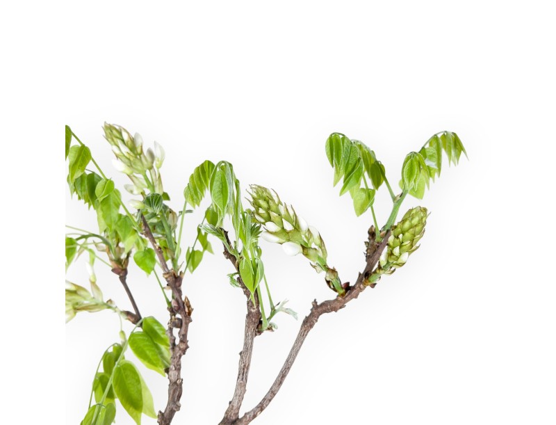 Wisteria bonsai of 81 cm | Round blue pot