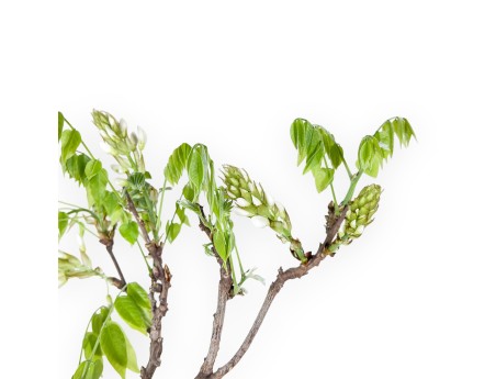 Wisteria bonsai of 81 cm | Round blue pot