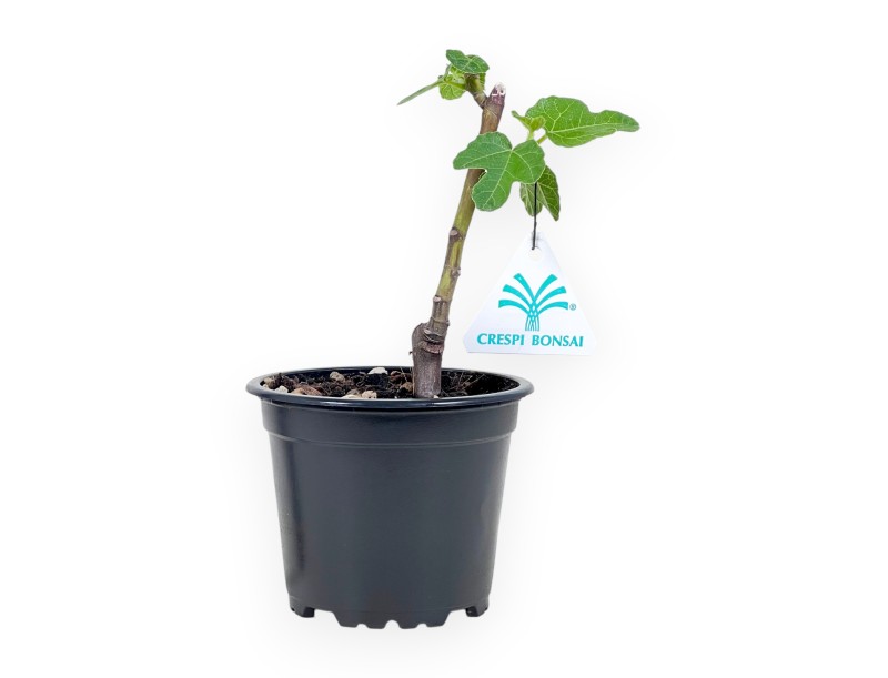 Planta para trabajar de fig, 20 cm | Maceta redondo de plástico negro