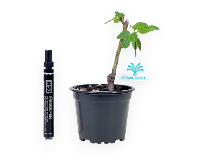 Arbeitspflanze feige von 20 cm| Schwarz rund Kunststoff Topf