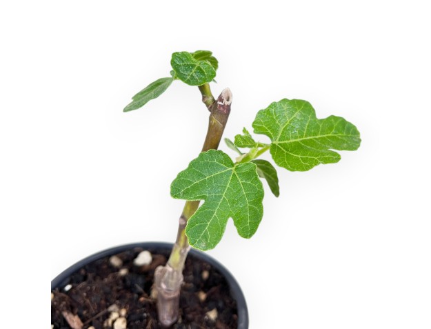 Plante à travailler de fig de 20 cm | Pot rond en plastique noir 2