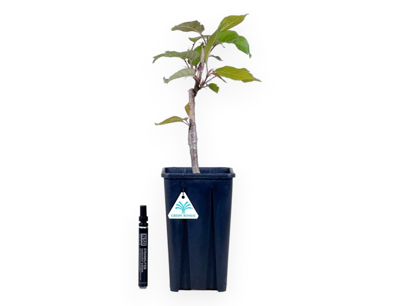Arbeitspflanze Prunus von 45 cm| Quadratisch Kunststoff Topf