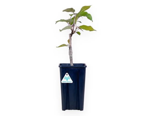 Werkplant van Prunus van 45 cm | Vierkant plastic pot