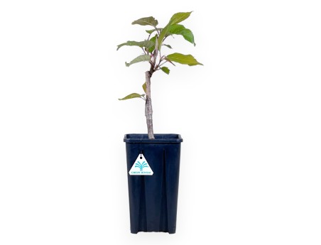 Arbeitspflanze Prunus von 45 cm| Quadratisch Kunststoff Topf