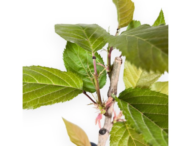 Werkplant van Prunus van 45 cm | Vierkant plastic pot 2