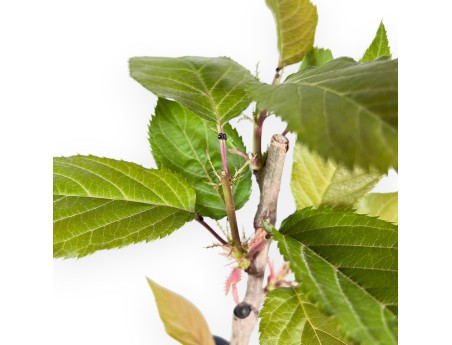 Arbeitspflanze Prunus von 45 cm| Quadratisch Kunststoff Topf