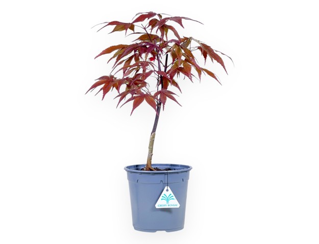 Pianta da lavorare di Acero, 44 cm | Vaso in plastica grigio