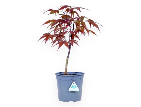Werkplant van esdoorn van 44 cm | Rond plastic pot