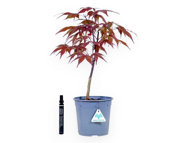 Werkplant van esdoorn van 44 cm | Rond plastic pot