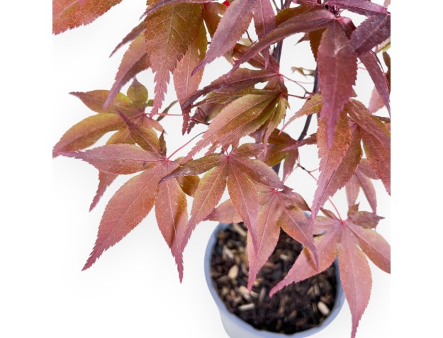 Werkplant van esdoorn van 44 cm | Rond plastic pot 2