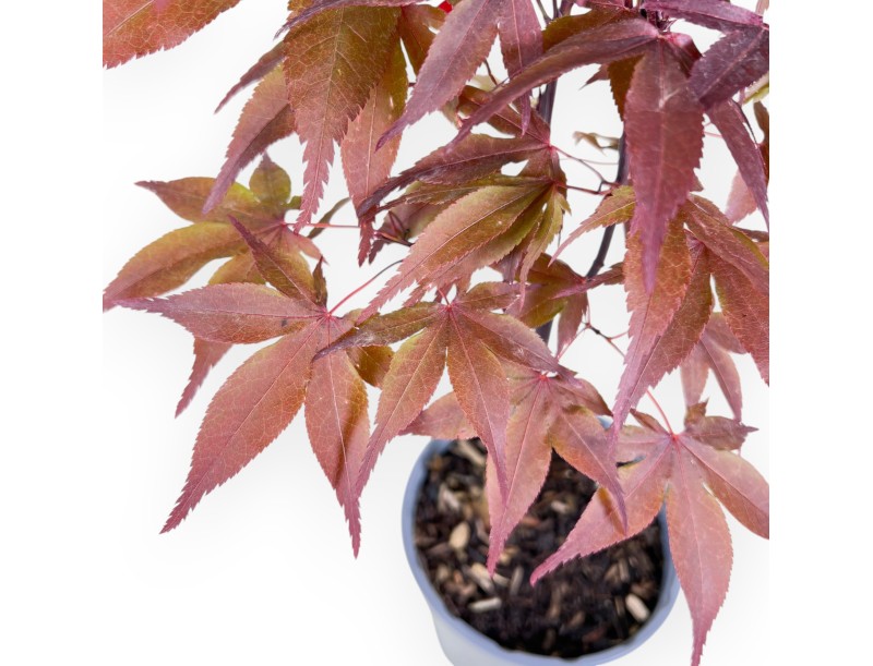 Plante à travailler de érable de 44 cm|Pot en plastique rond