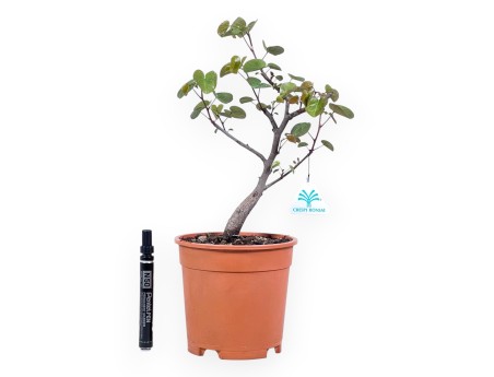 Werkplant van Cercis van 39 cm| Rond plastic pot