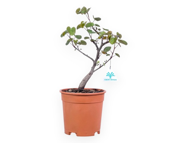 Pianta da lavorare di Cercis da 39 cm|Vaso tondo in plastica