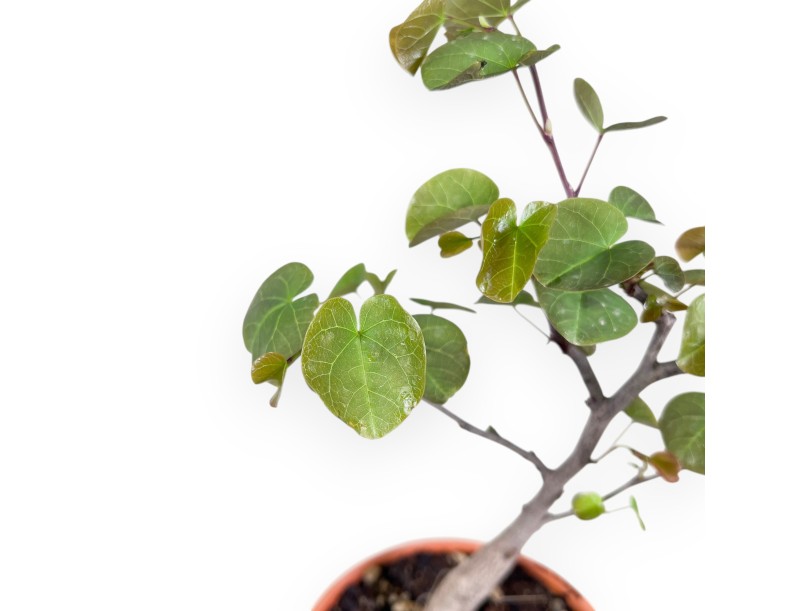 Werkplant van Cercis van 39 cm| Rond plastic pot