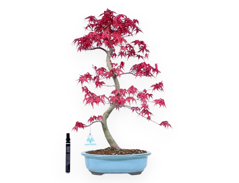 Bonsai di acero da 57 cm | Vaso ovale turchese