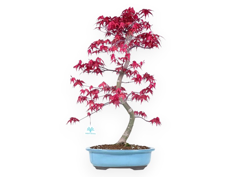 Bonsai di acero da 57 cm | Vaso ovale turchese