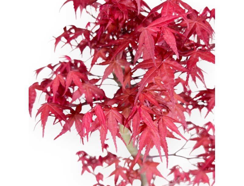 Maple bonsai 57 cm | Turquoise oval pot