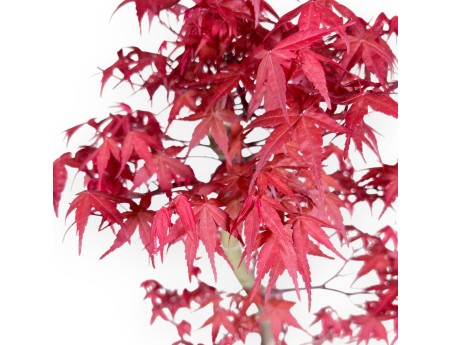 Maple bonsai 57 cm | Turquoise oval pot