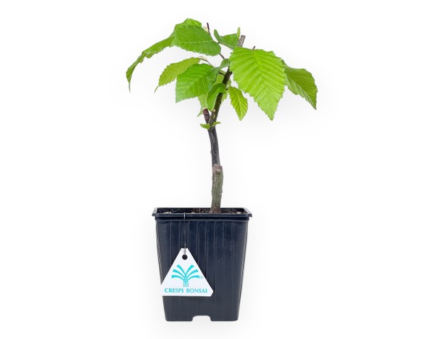 Plante à travailler de charme de27 cm | Pot en plastique