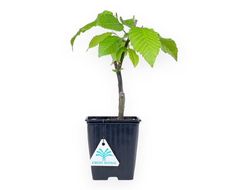 Plante à travailler de charme de27 cm | Pot en plastique