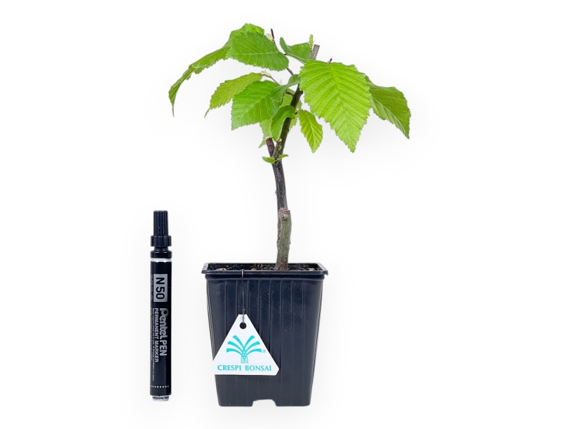 Working plant of Hornbeam of 27 cm | Plastic pot