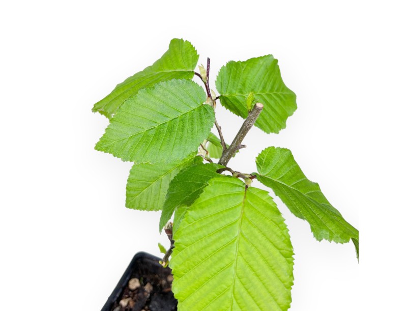 Working plant of Hornbeam of 27 cm | Plastic pot