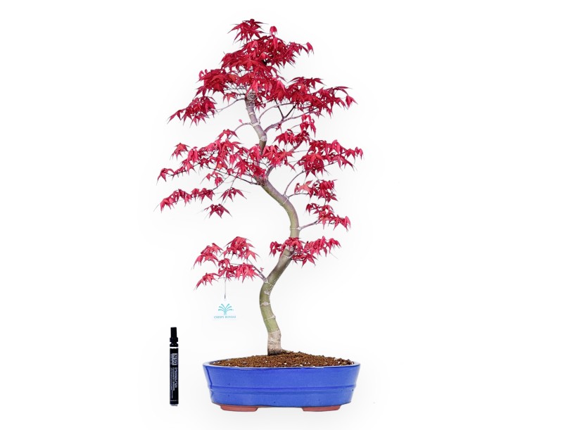 Maple bonsai 66 cm | Light blue oval pot