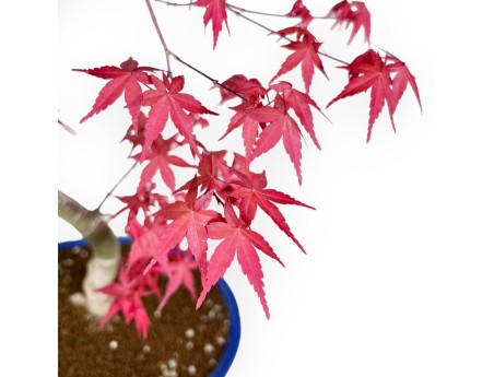 Bonsai di acero da 66 cm | Vaso ovale blu chiaro