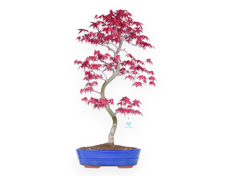Maple bonsai 66 cm | Light blue oval pot