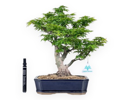 Bonsaï de érable de 35 cm | Pot rectangulaire bleu