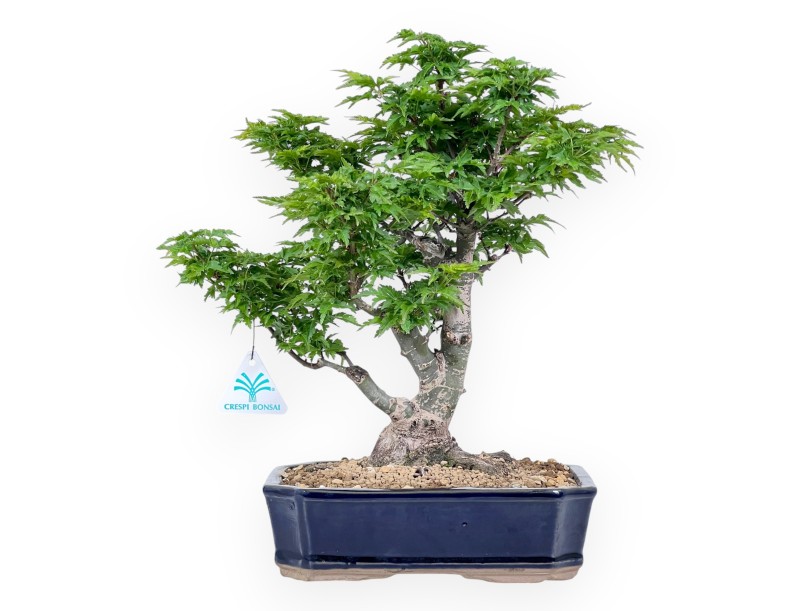 Bonsai van esdoorn van 35 cm | Rechthoekig blauw pot