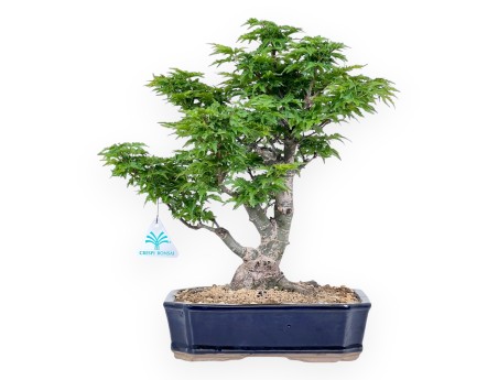 Bonsai van esdoorn van 35 cm | Rechthoekig blauw pot