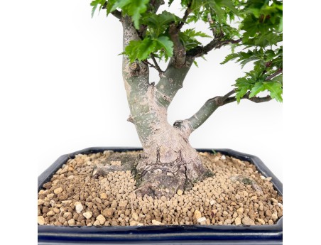 Bonsai di acero da 35 cm | Vaso rettangolare blu