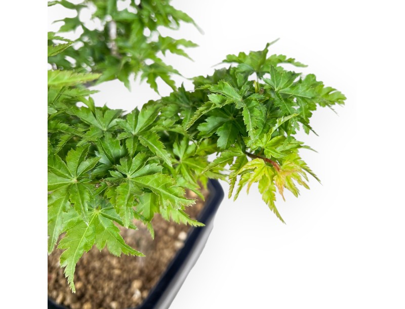 Bonsai van esdoorn van 35 cm | Rechthoekig blauw pot