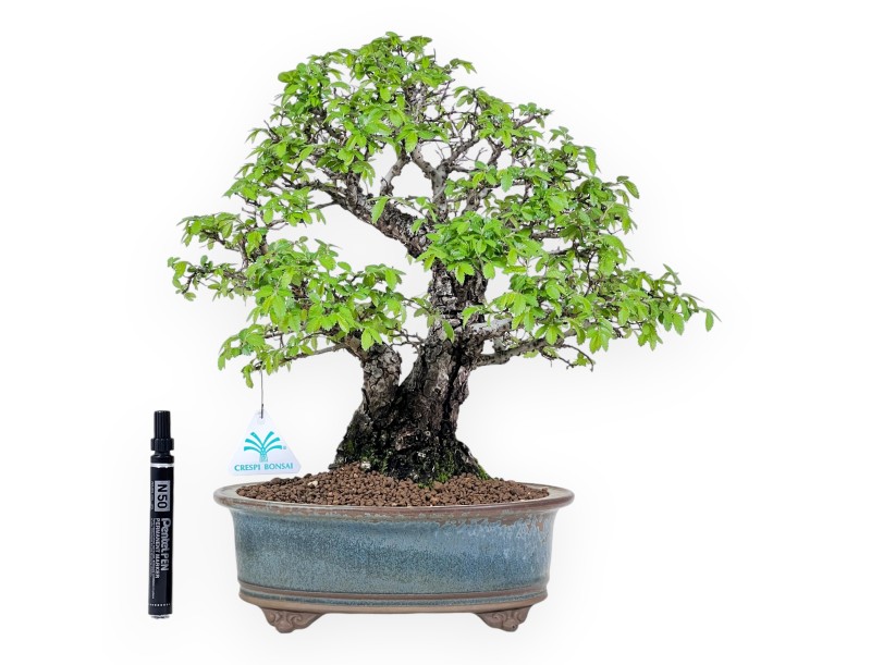 Iep bonsai van 39 cm | Ovaal blauw en brons pot
