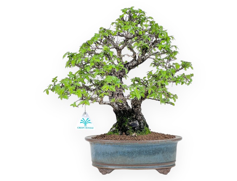 Bonsai di Olmo da 39 cm | Vaso ovale blu e bronzo