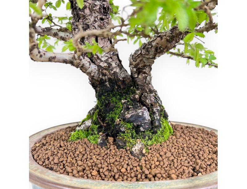 Bonsaï de orme de 39 cm | Pot ovale bleu et bronze