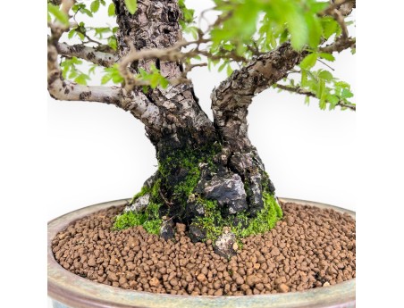 Bonsai di Olmo da 39 cm | Vaso ovale blu e bronzo