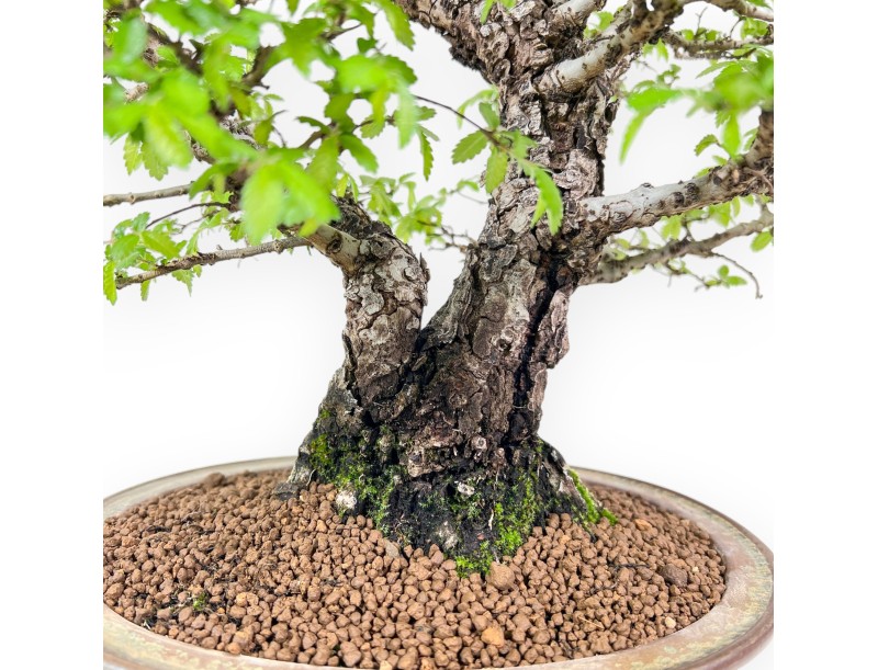 Bonsaï de orme de 39 cm | Pot ovale bleu et bronze