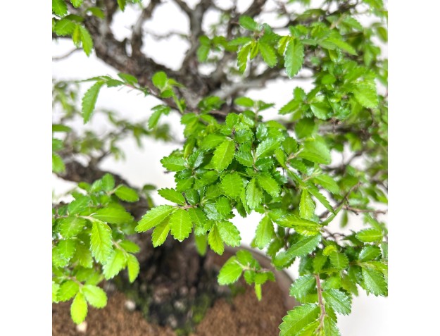 Bonsai von Ulme von 39 cm | Oval blau und bronze Topf 2