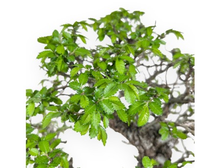 Iep bonsai van 39 cm | Ovaal blauw en brons pot