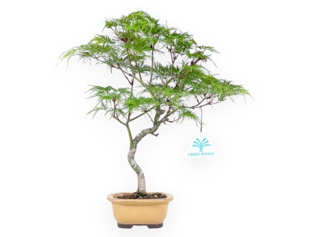 Bonsai van esdoorn van 31 cm | Ovaal donker geel pot