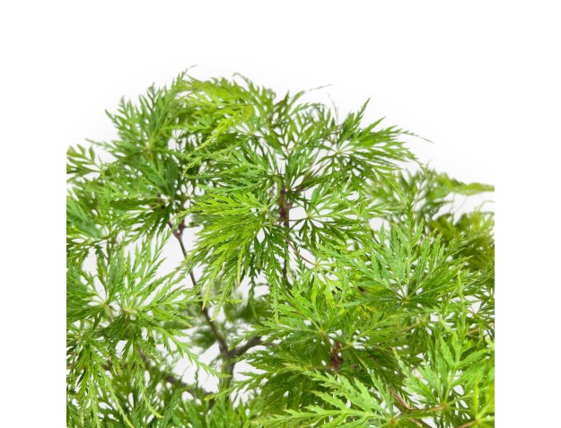 Bonsai von ahorn von 31 cm | Oval dunkel gelb Topf 2