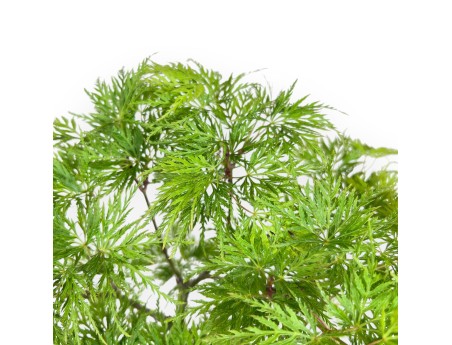 Bonsaï de Érable de 31 cm | Pot ovale jaune foncé