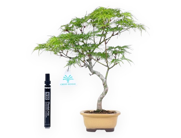 Bonsai di acero da 31 cm | Vaso ovale giallo scuro