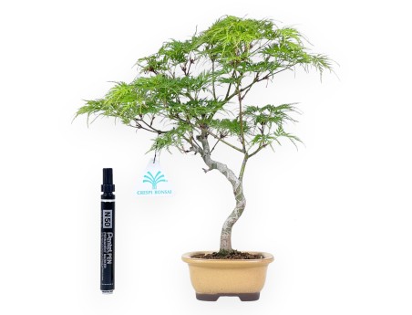 Bonsai di acero da 31 cm | Vaso ovale giallo scuro