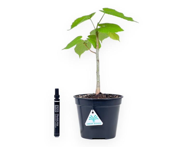 Working plant of Tilia of 35 cm | Black round plastic pot