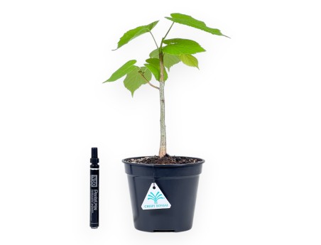 Working plant of Tilia of 35 cm | Black round plastic pot